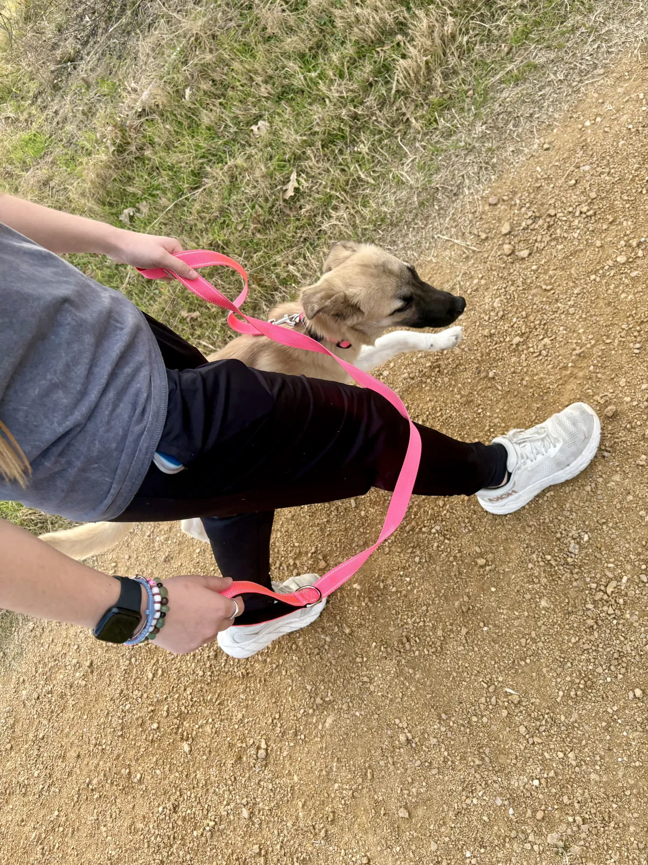 Young shepherd mix walking beside the trainer on a pink leash