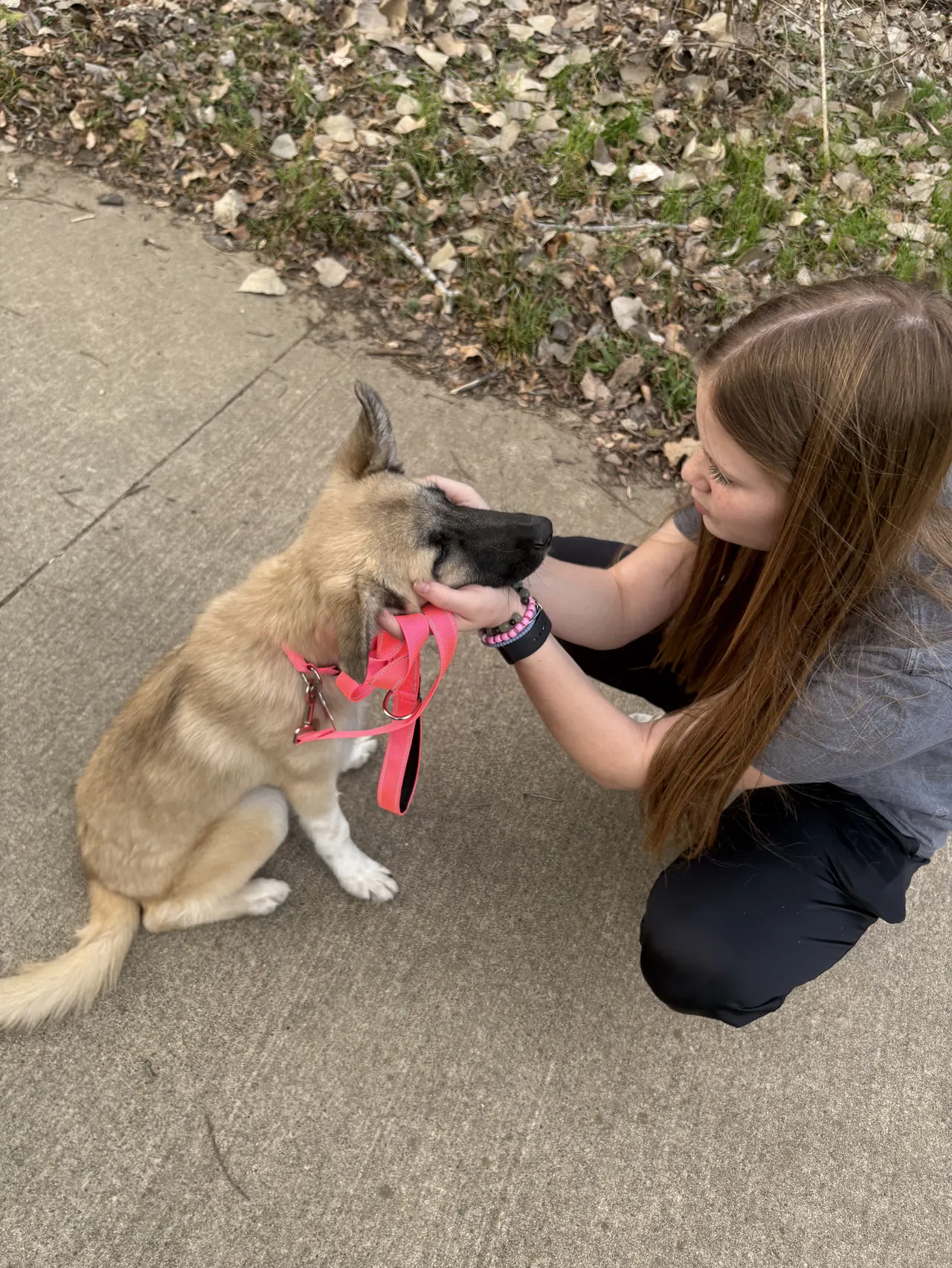Trainer crouched on a sidewalk fitting a pink harness on a young shepherd mix