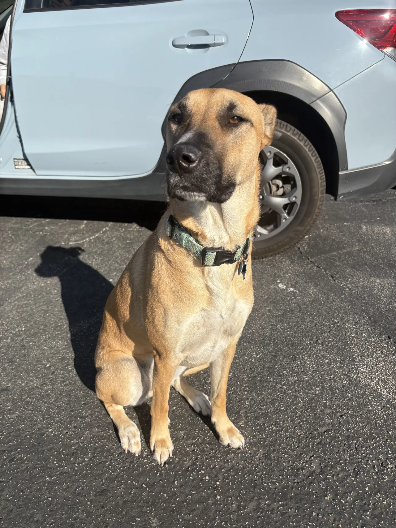 Shepherd mix sitting on a driveway beside a parked car