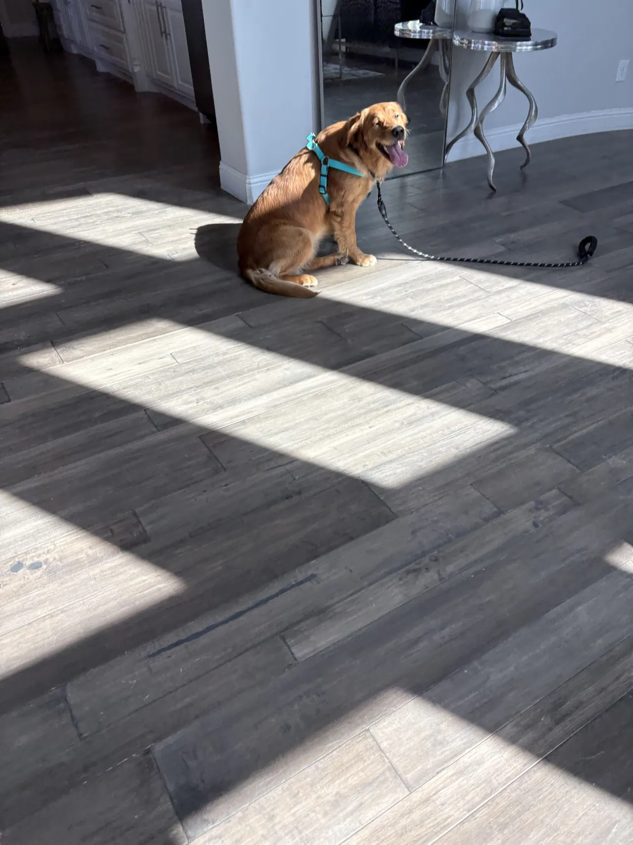 Dog holding a stay on a sunlit hardwood floor