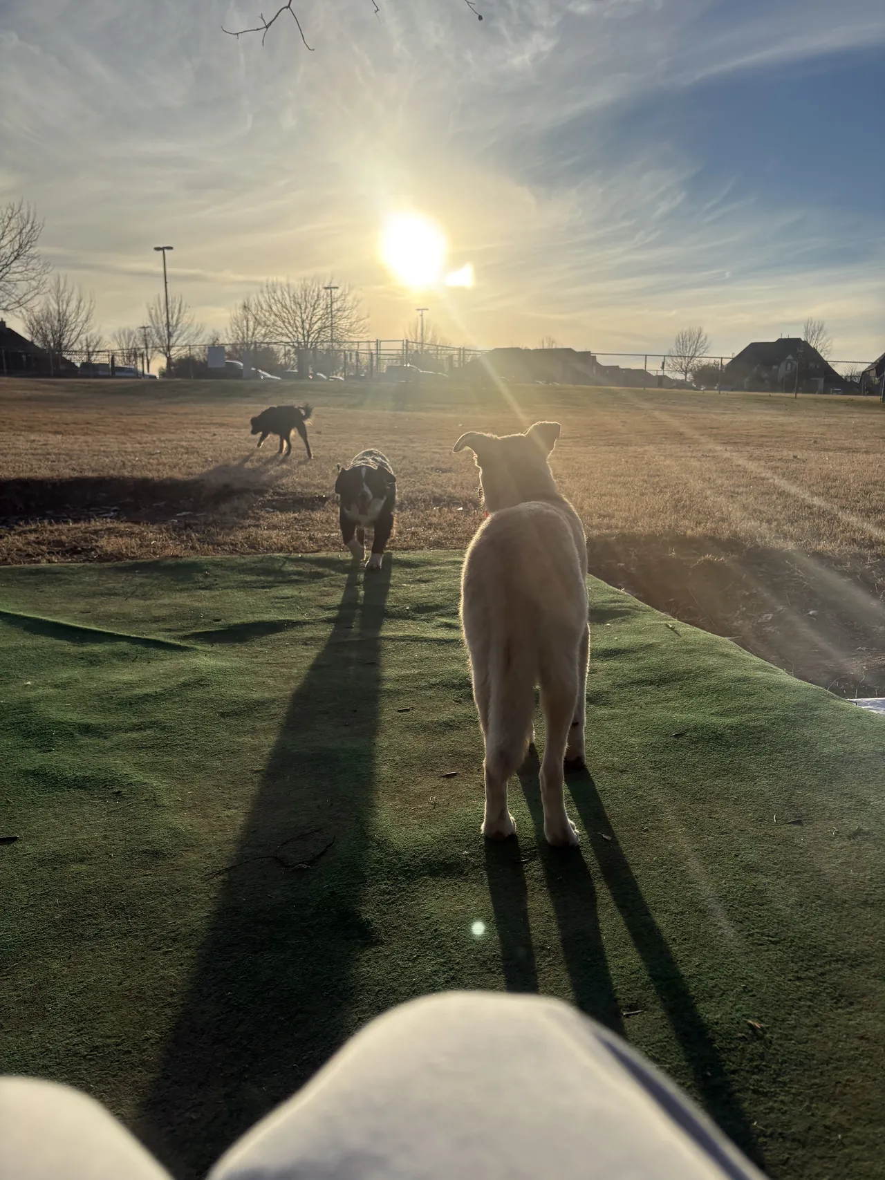 Dog waiting calmly at a park while other dogs play in the distance