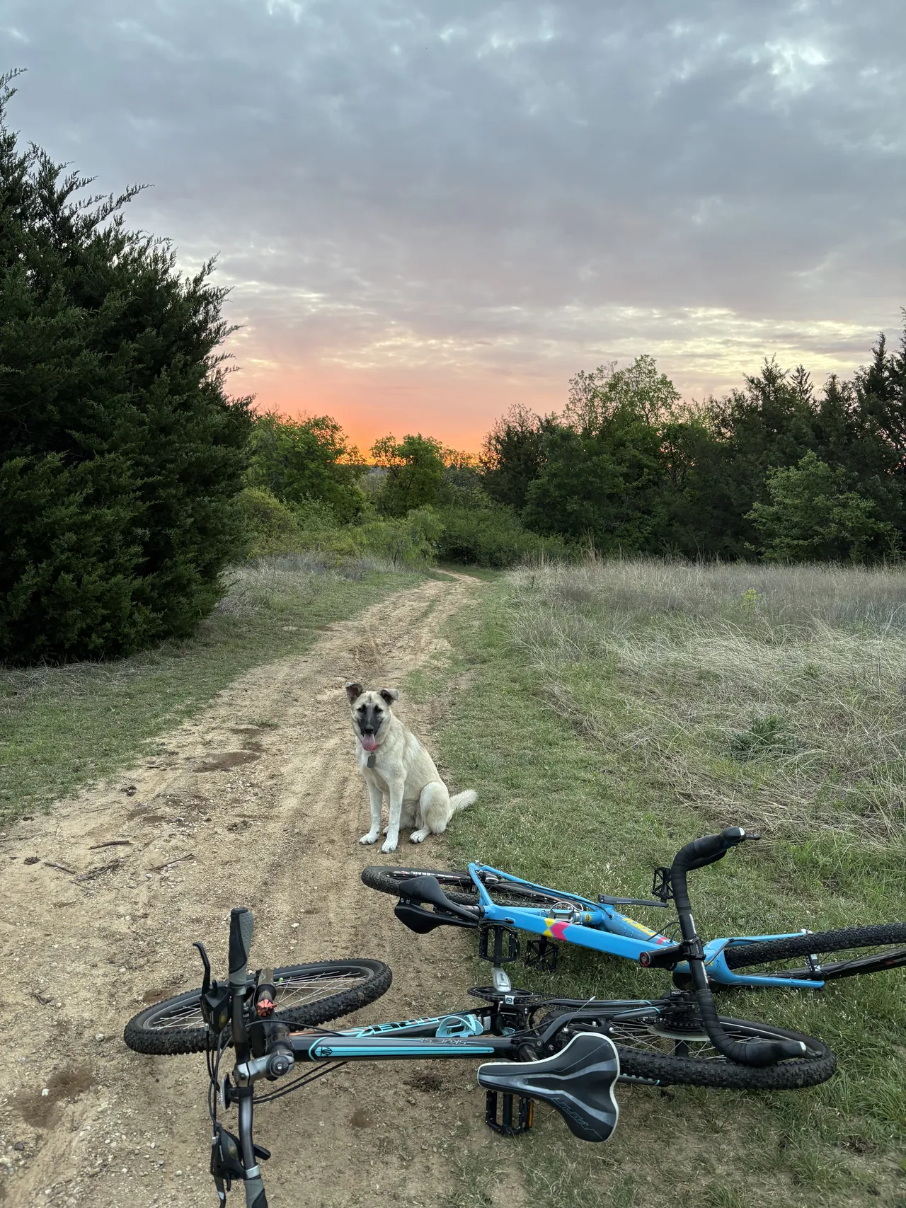 Dog holding a stay on a trail at sunset beside a parked bike