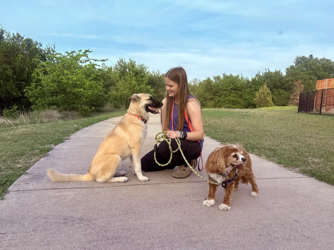 Trainer kneeling on a park path with a yellow shepherd mix and a small spaniel