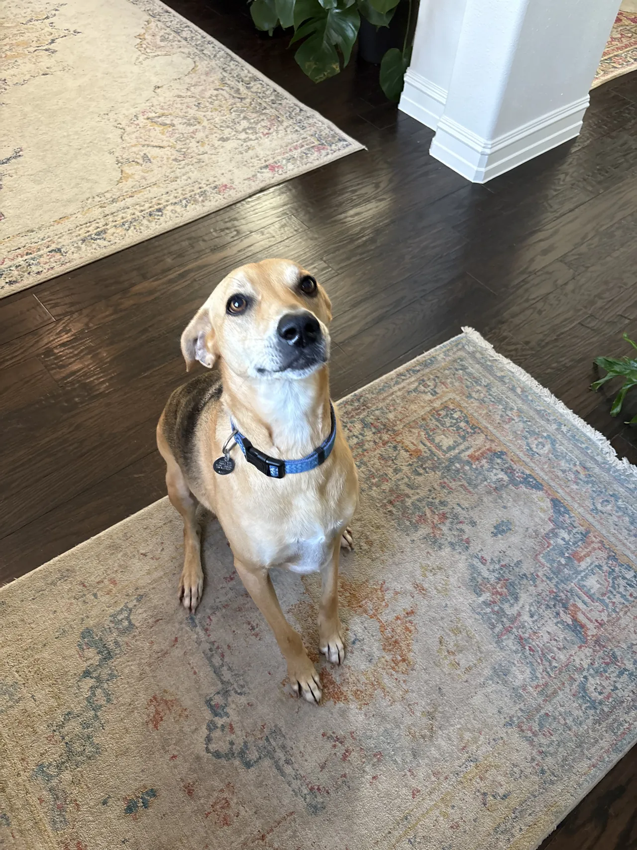 Dog sitting politely on a rug inside a client's home