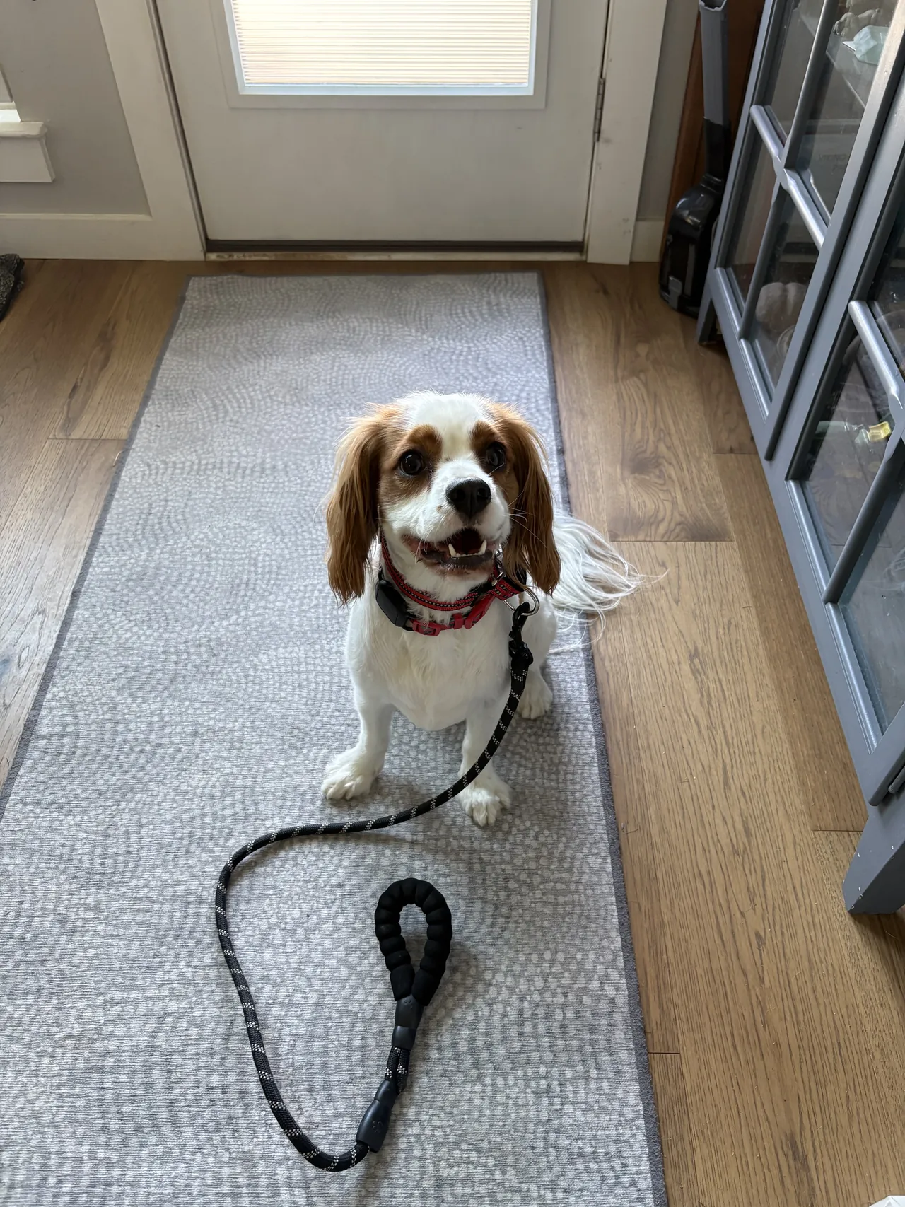 Cavalier King Charles spaniel waiting on a runner by the front door