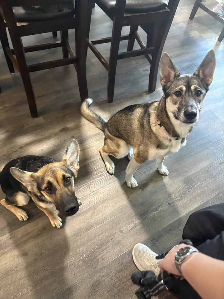 German shepherd puppy and a husky mix waiting on a kitchen floor