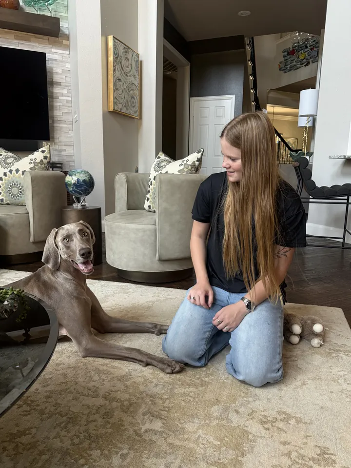 Trainer kneeling on a living-room rug beside a relaxed Weimaraner
