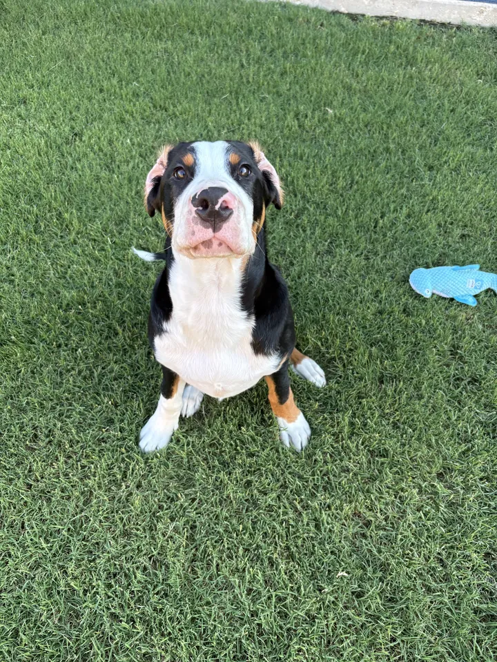 Tricolor puppy sitting on a lawn next to a blue toy
