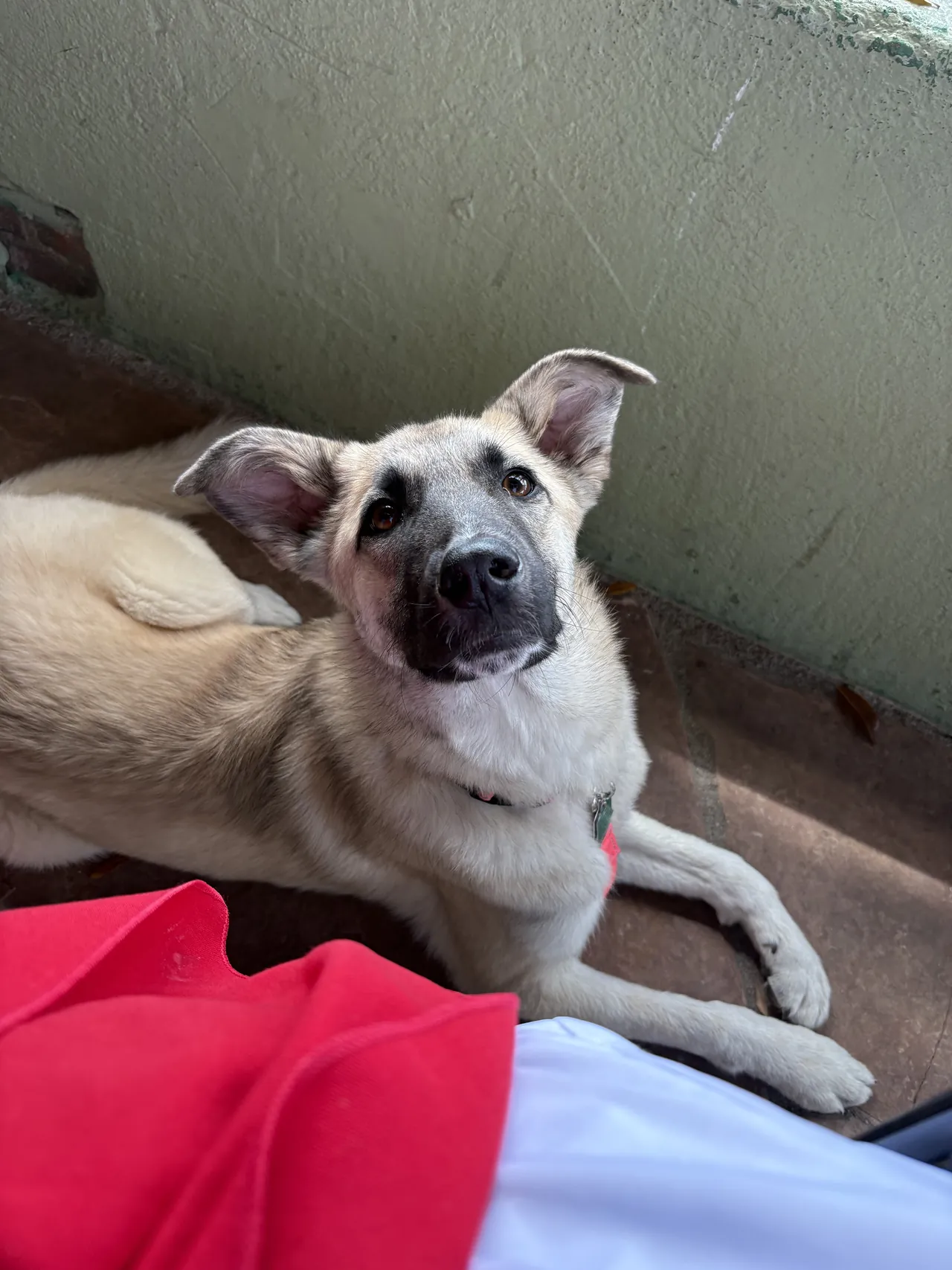 Young shepherd mix settled calmly on a dog bed