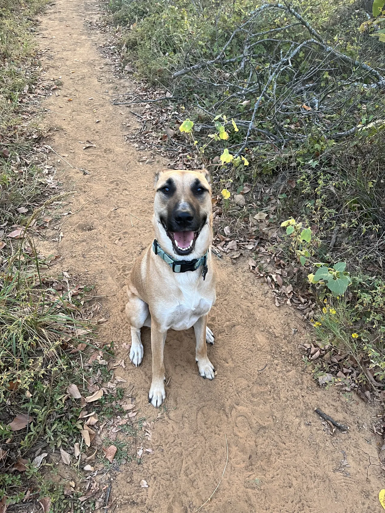 Happy shepherd mix sitting off leash on a wooded trail