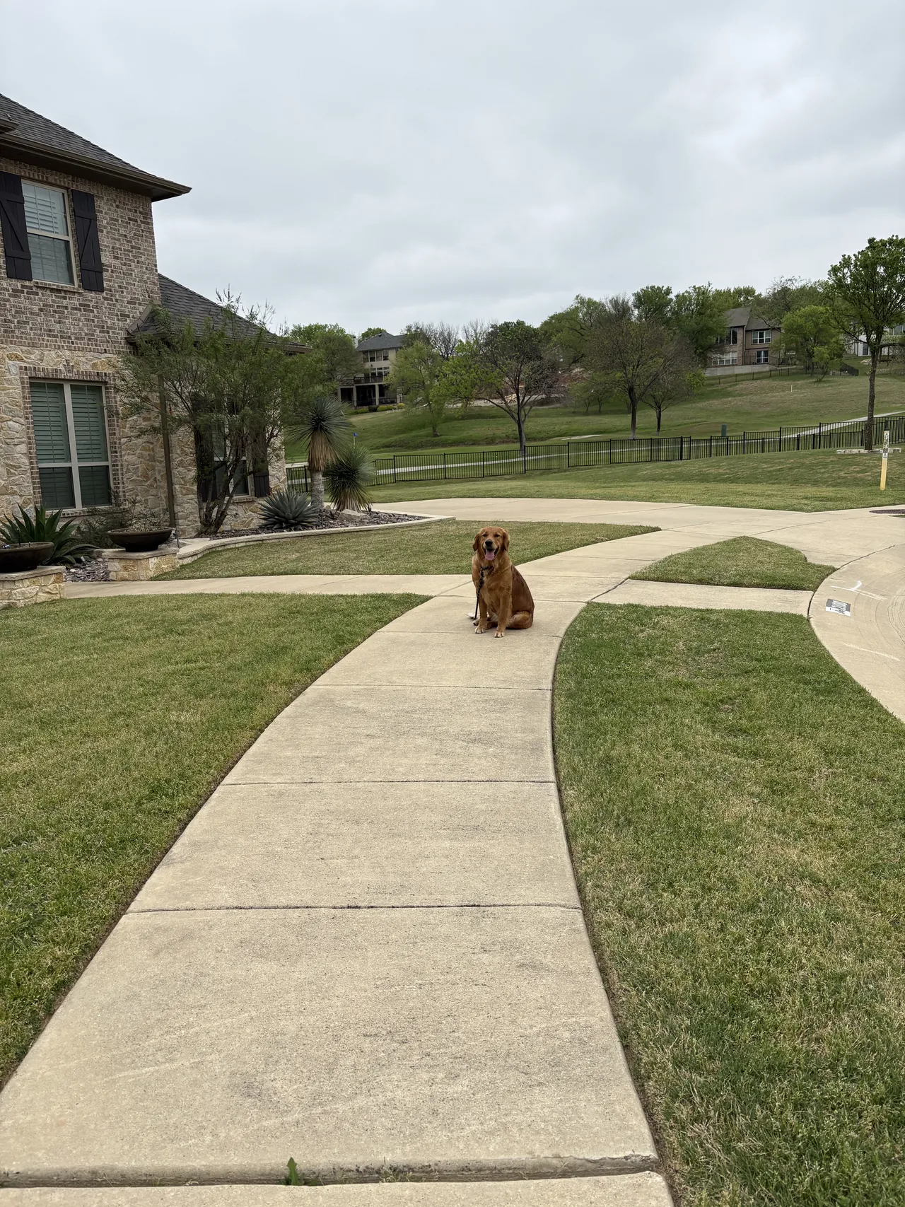 Dog holding a stay at the far end of a front walkway