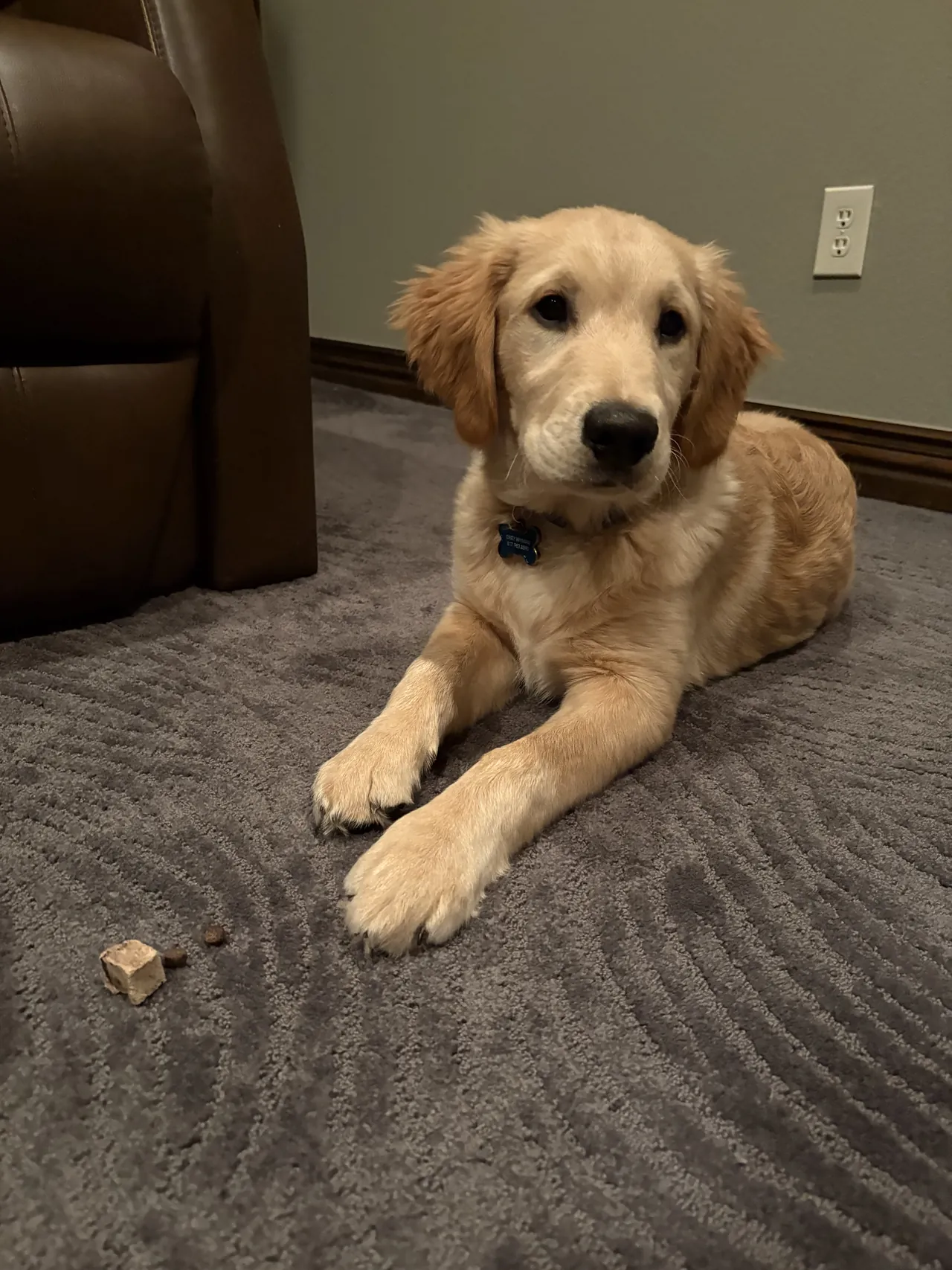 Golden retriever puppy holding a down on the carpet