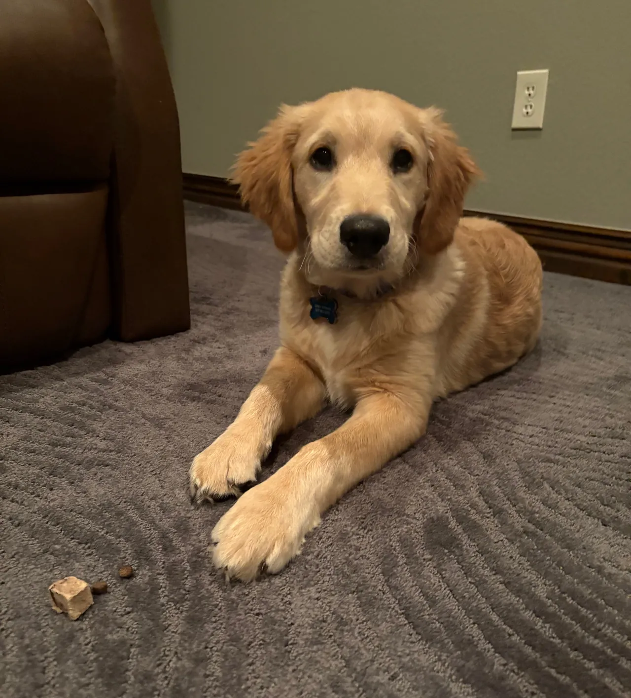 Golden retriever puppy lying on a carpet with a treat nearby
