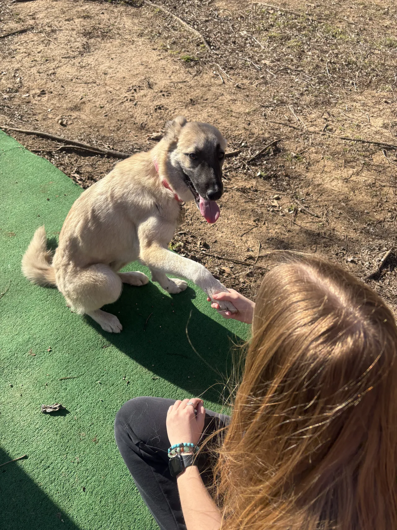 Young shepherd mix giving a paw to the trainer on a patio