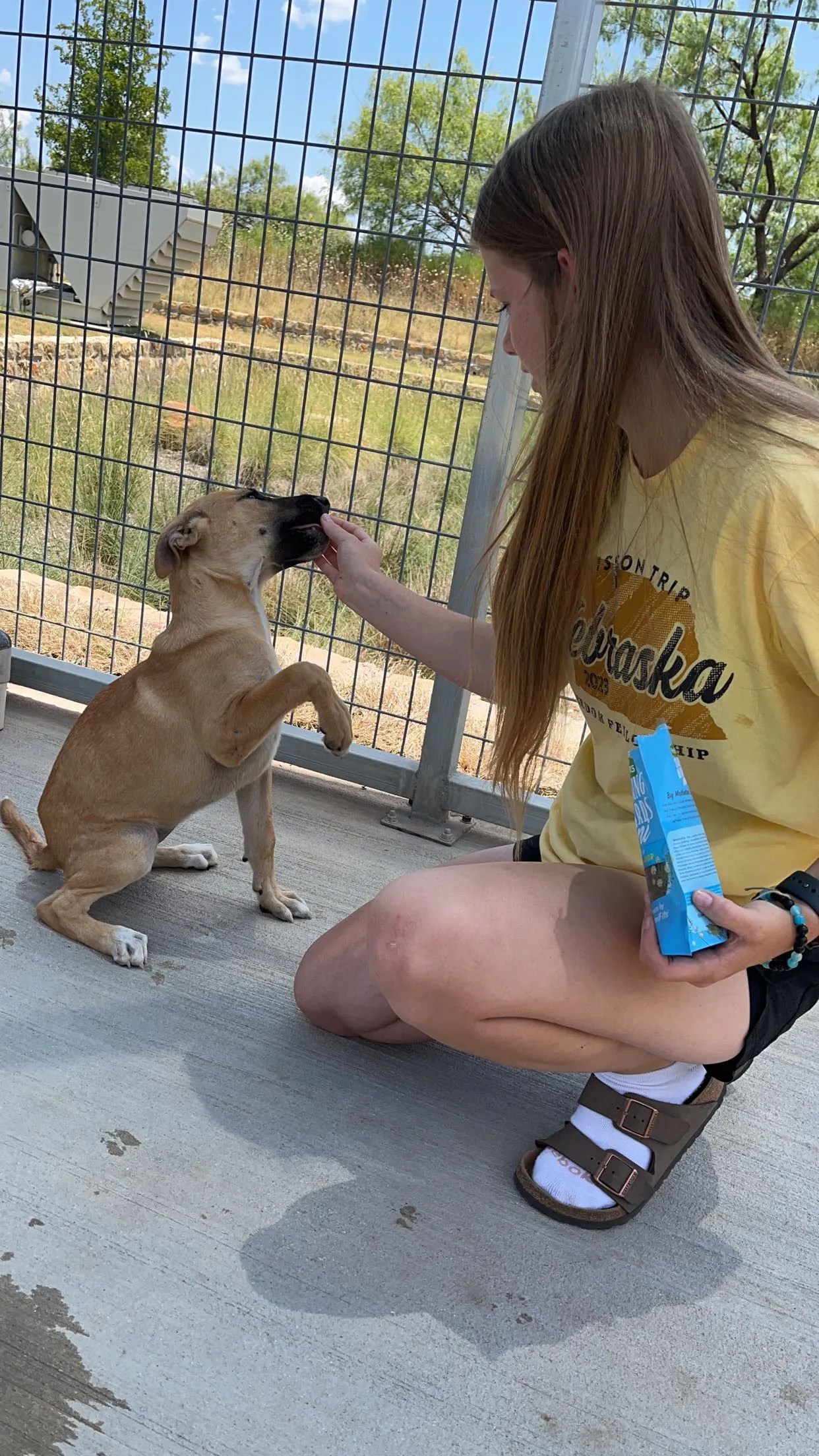 Trainer crouching to reward a puppy sitting by a fence
