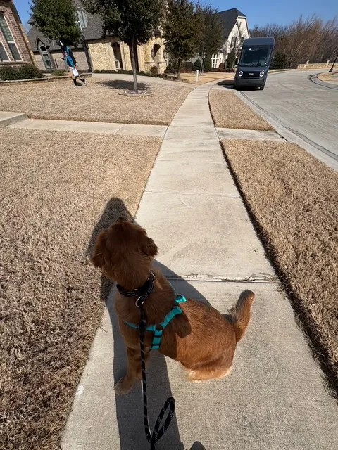 Red-coated dog walking politely on leash along a sidewalk