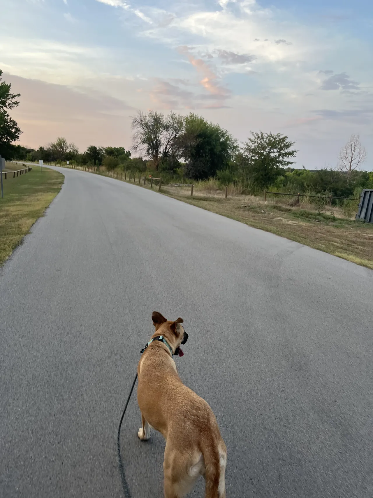 Dog walking on a loose leash down a quiet road at dusk